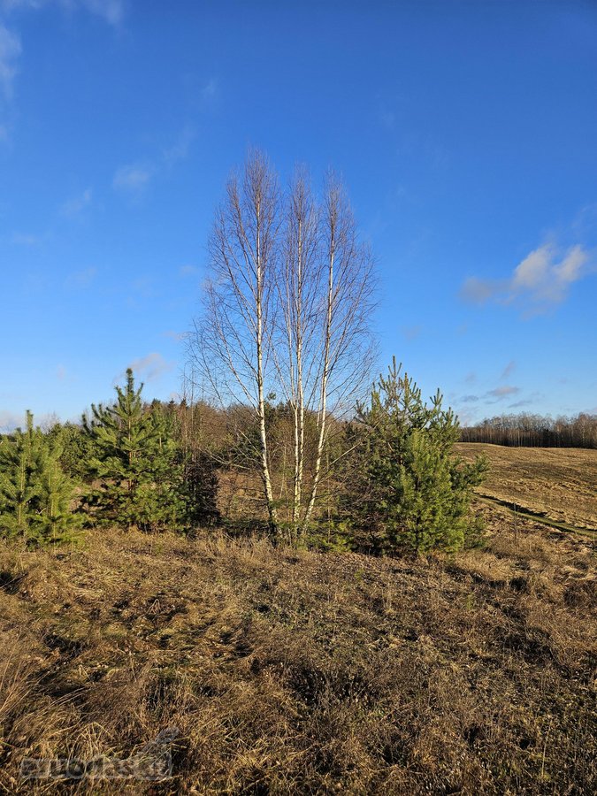 Parduodami trys žemės ūkio paskirties sklypai - nuotraukos Nr. 12