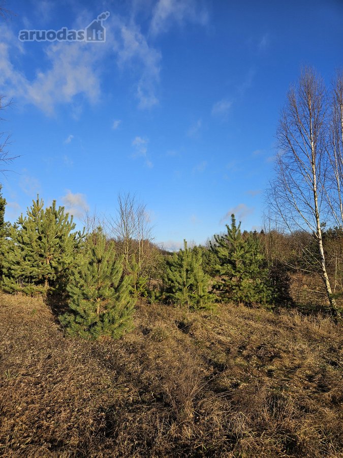 Parduodami trys žemės ūkio paskirties sklypai - nuotraukos Nr. 13