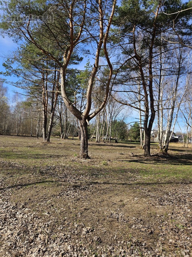 Sklypas Nr. 55d - 777 m2 - 24.000 Eur; - nuotraukos Nr. 11
