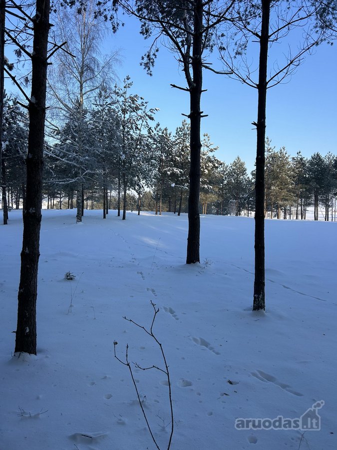 Bendras plotas 2,3802ha, miško paskirties 0 - nuotraukos Nr. 8