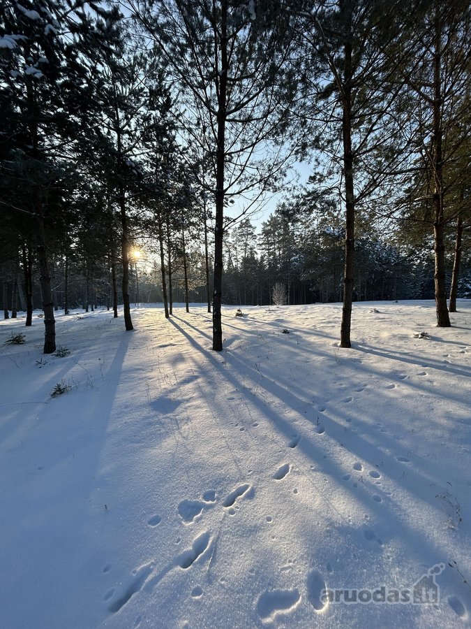 Bendras plotas 2,3802ha, miško paskirties 0 - nuotraukos Nr. 11