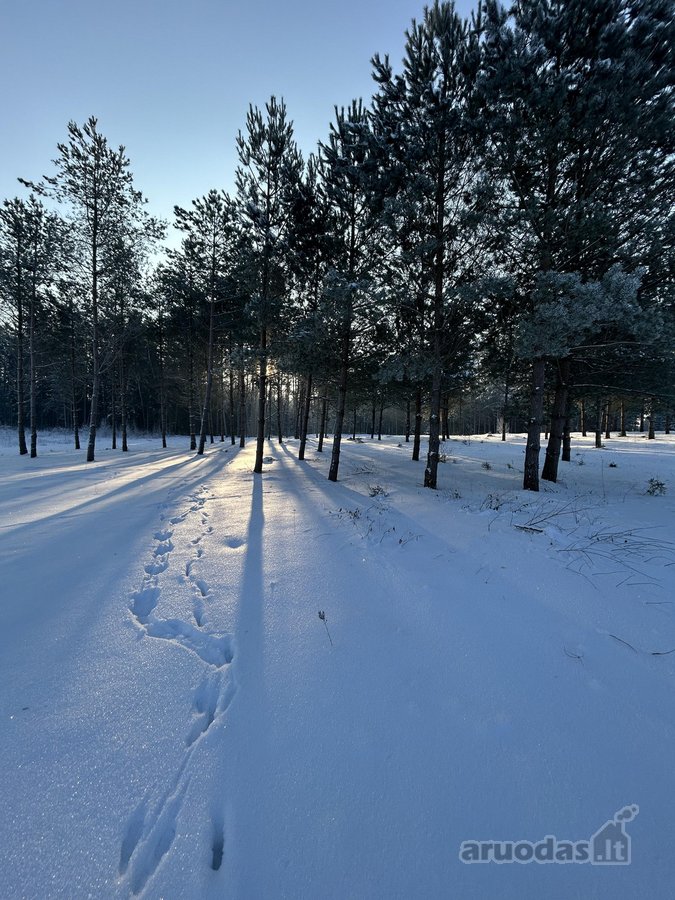 Bendras plotas 2,3802ha, miško paskirties 0 - nuotraukos Nr. 13