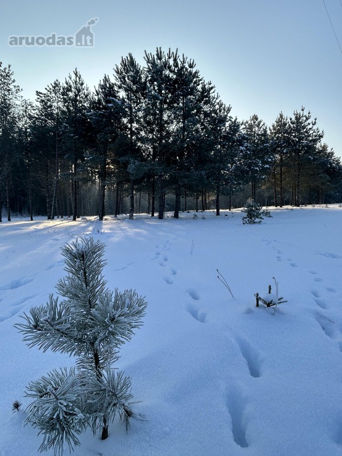 Bendras plotas 2,3802ha, miško paskirties 0 - nuotraukos Nr. 14