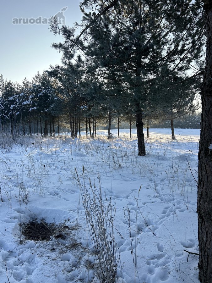 Bendras plotas 2,3802ha, miško paskirties 0 - nuotraukos Nr. 19
