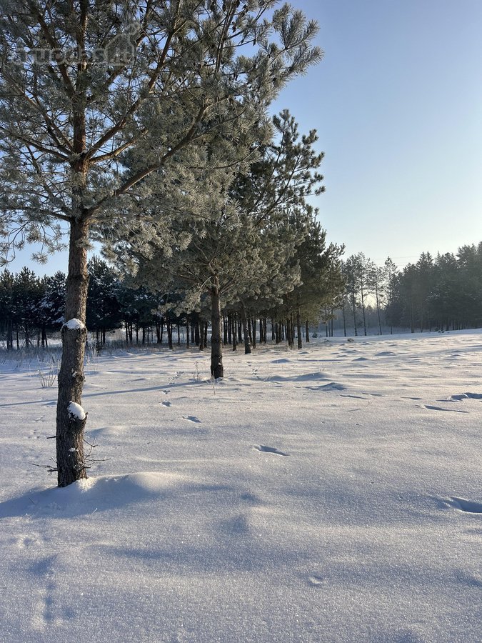 Bendras plotas 2,3802ha, miško paskirties 0 - nuotraukos Nr. 21