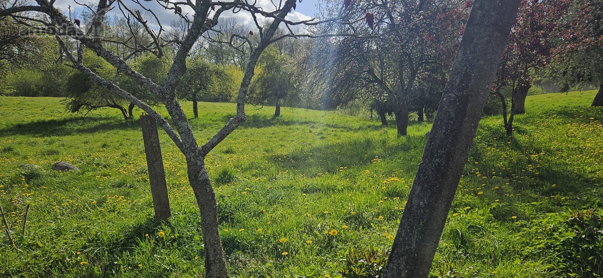 Parduodama Sena Sodyba su žemės sklypais ir - nuotraukos Nr. 3