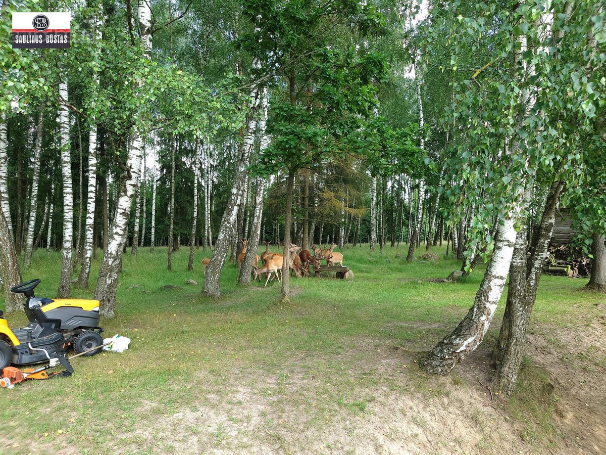 Parduodamas išskirtinio grožio 13,1588 ha - nuotraukos Nr. 24