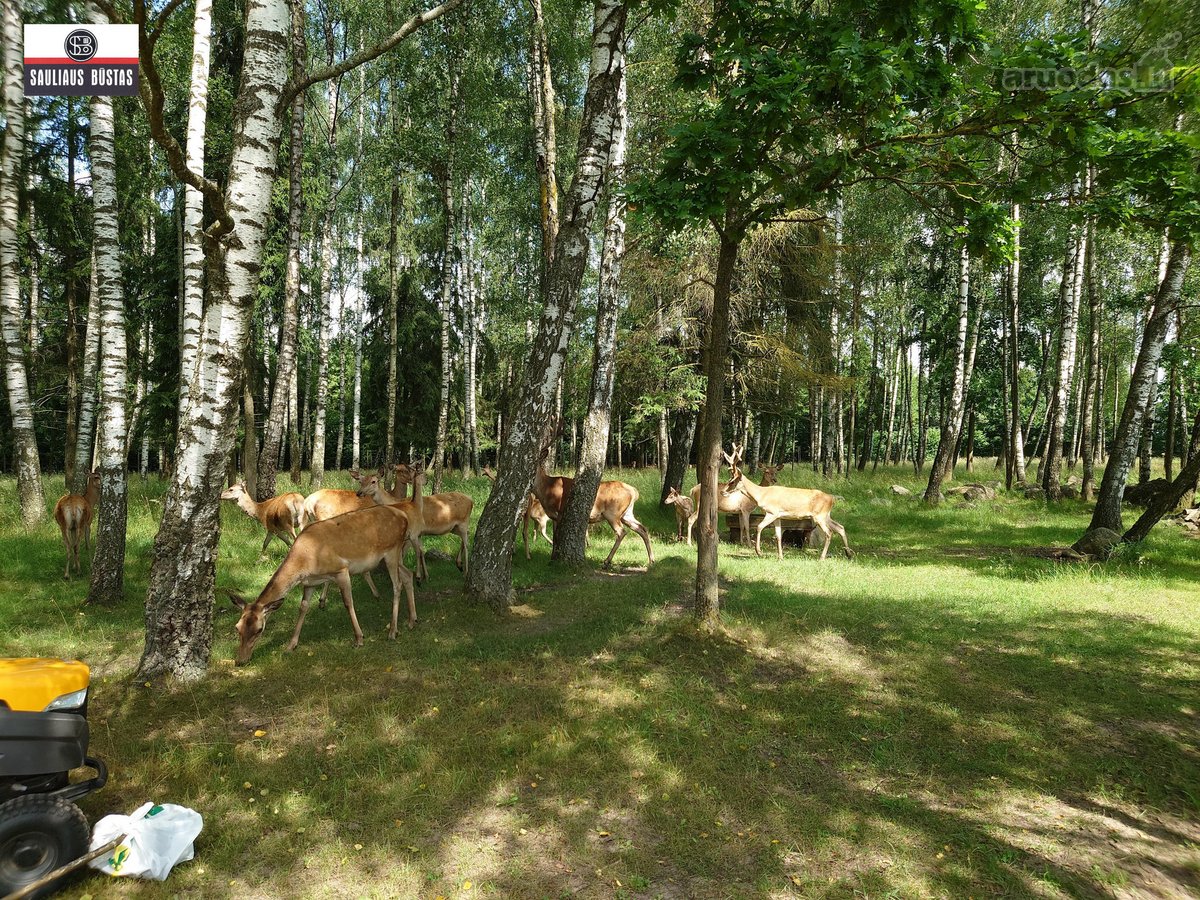 Parduodamas išskirtinio grožio 13,1588 ha - nuotraukos Nr. 25
