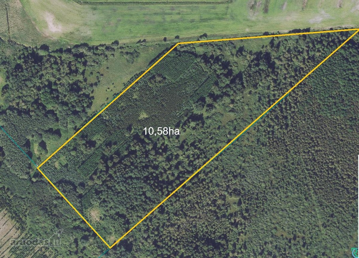 19,8 Ha Ąžuolynas Radviliškio Rajone  - nuotraukos Nr. 5