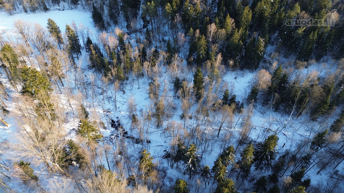 Parduodamas miškų ūkio sklypas Šveicarijos k. - nuotraukos Nr. 3