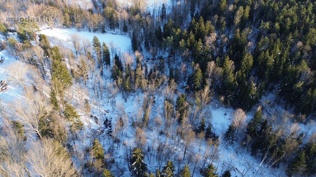 Parduodamas miškų ūkio sklypas Šveicarijos k. - nuotraukos Nr. 4
