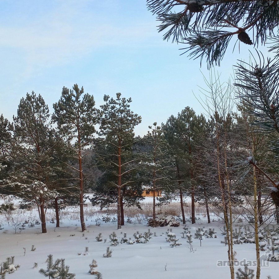 Naujame gyvenamųjų namų kvartale, pušyne - nuotraukos Nr. 4