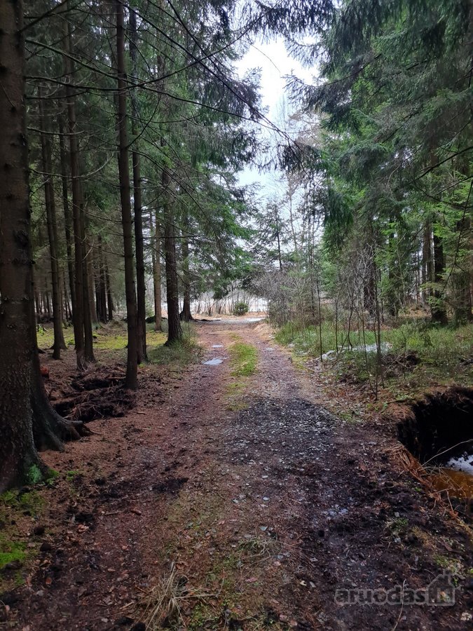 Parduodamas unikalus miško paskirties sklypas - nuotraukos Nr. 3