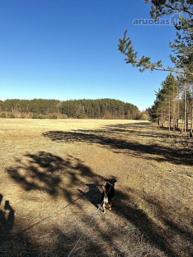 Naujame gyvenamųjų namų kvartale, pušyne - nuotraukos Nr. 5