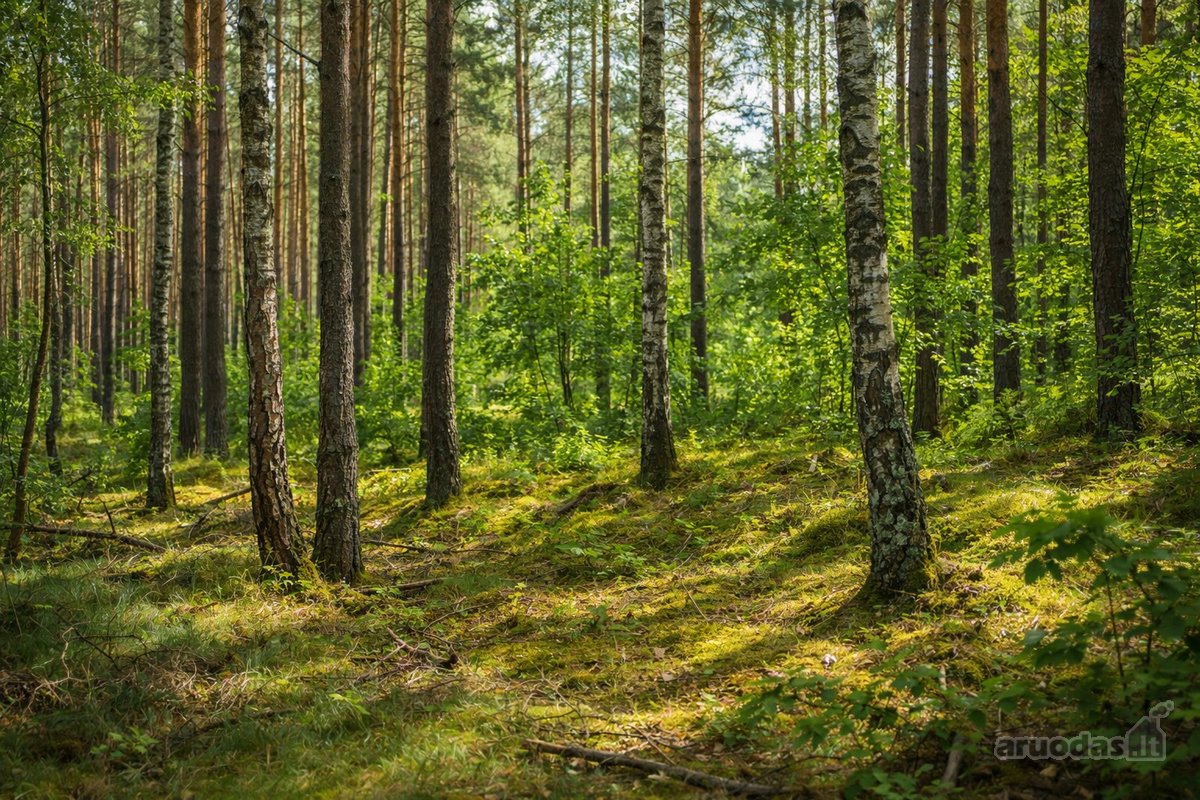 Parduodamas Sklypas Vilkaviškio R., Osijos K. - nuotraukos Nr. 3