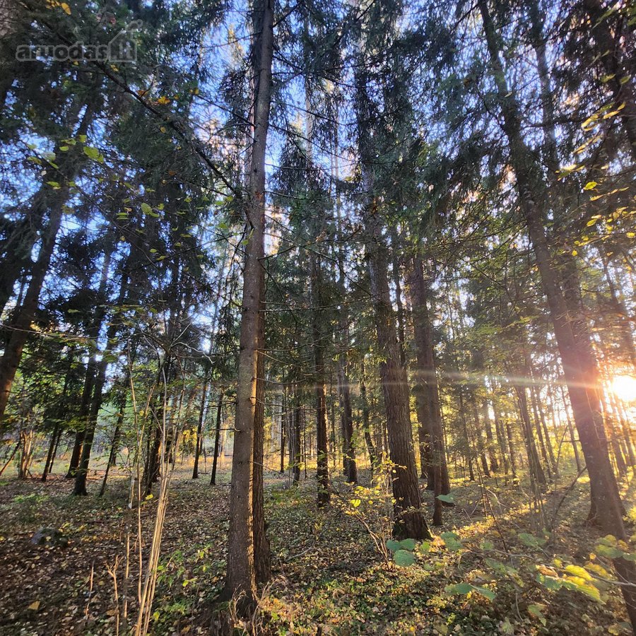 Vilniaus r., Nemėžio sen., Pagrūšio k. - nuotraukos Nr. 22