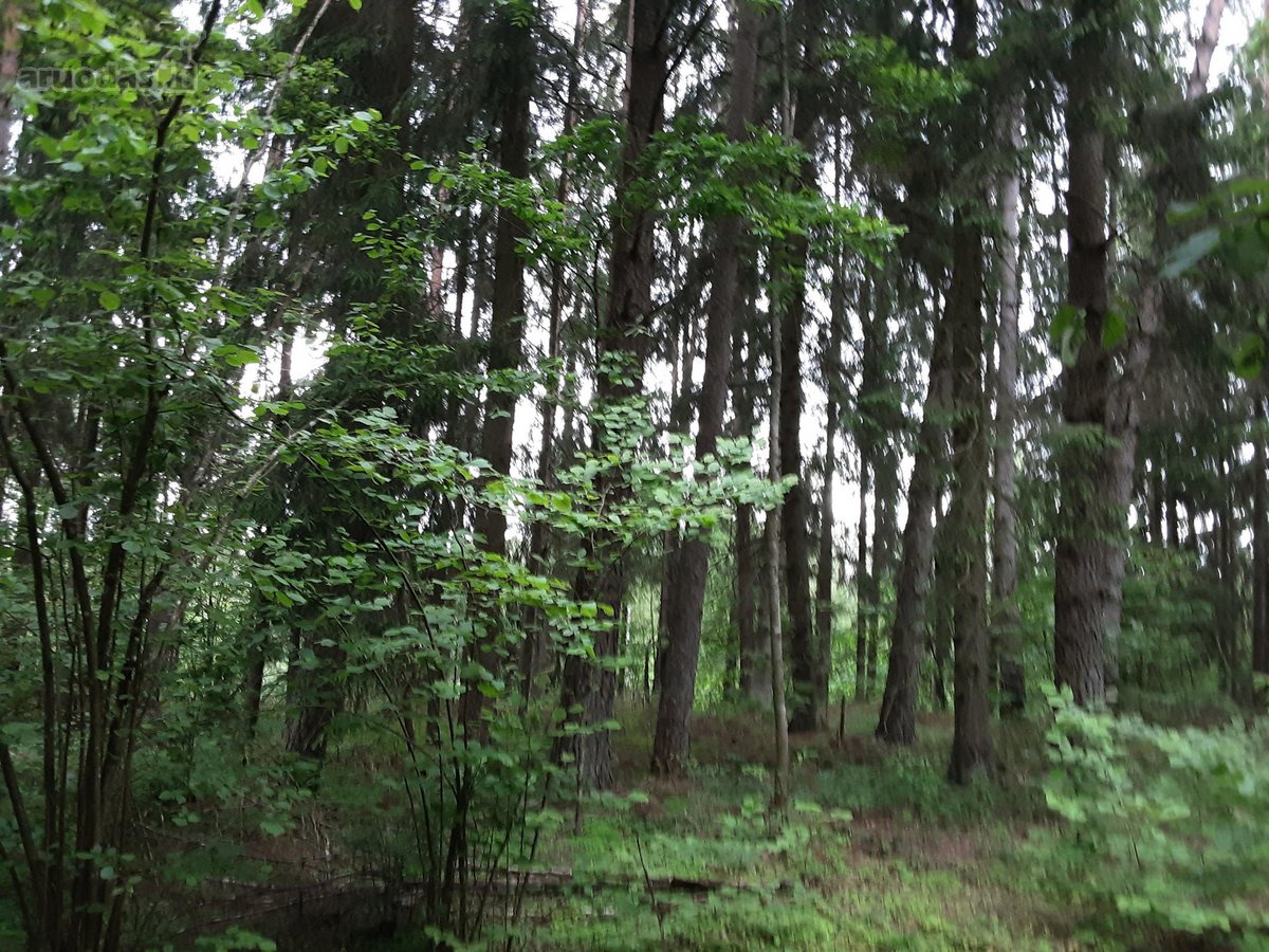 Parduodamas sklypas vaizdingoje vietovėje - nuotraukos Nr. 2