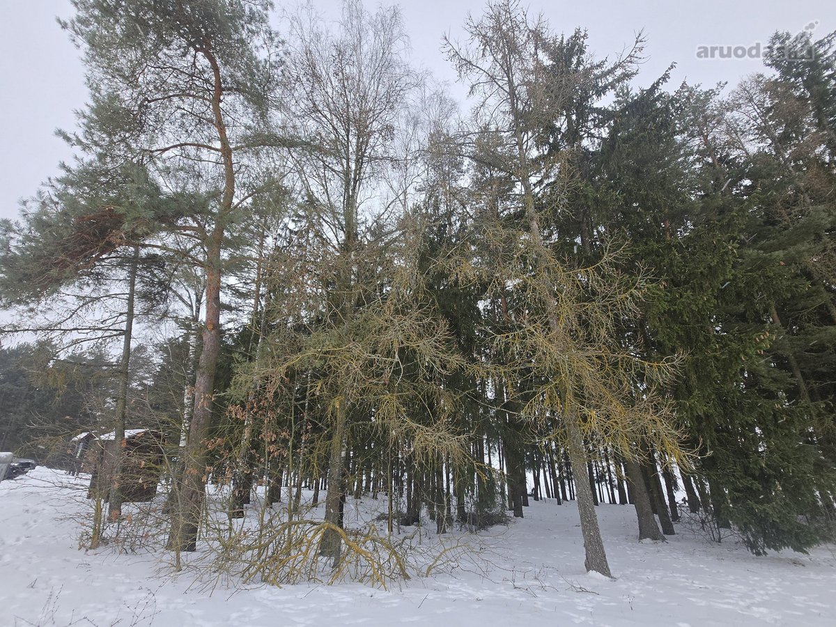 Parduodami 3 sklypai Vėžionyse prie marių - nuotraukos Nr. 4