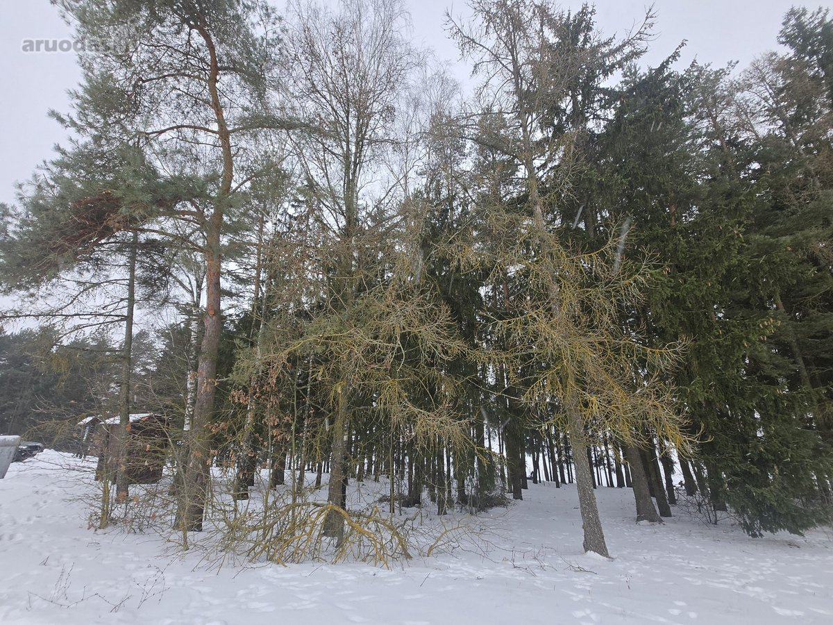Parduodami 3 sklypai Vėžionyse prie marių - nuotraukos Nr. 5