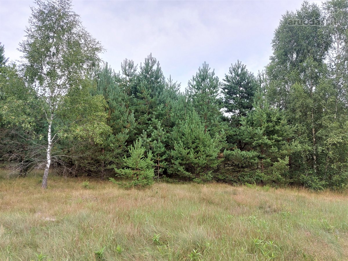 Parduodamas žemės ūkio paskirties sklypas - nuotraukos Nr. 4