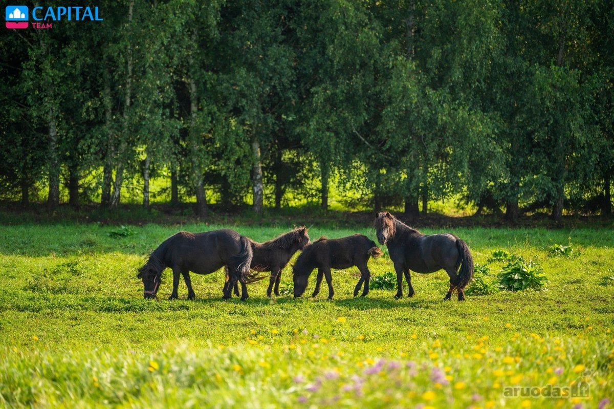 Parduodamas Jaukus Namas Gamtos Apsuptyje, - nuotraukos Nr. 13