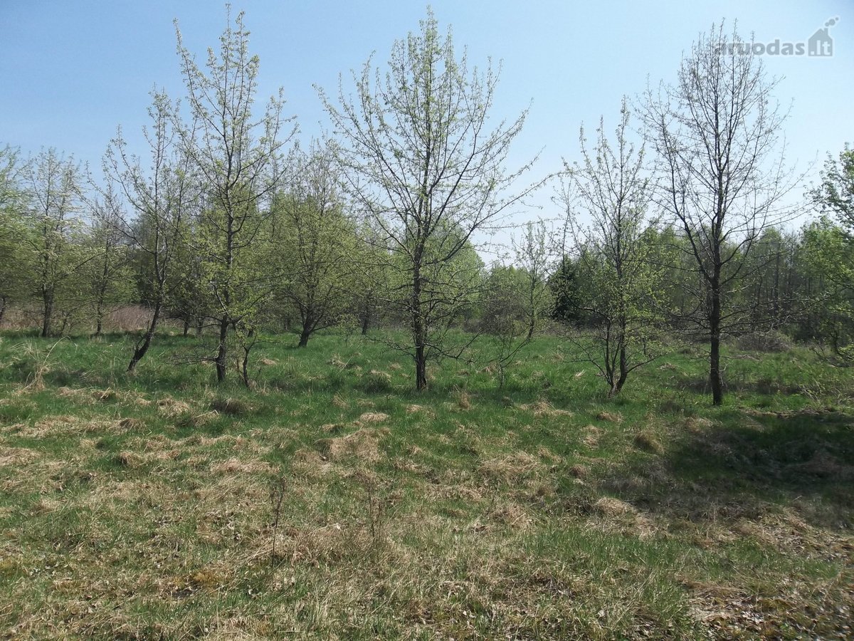 Parduodamas 3,26 ha žemės ūkio paskirties - nuotraukos Nr. 2