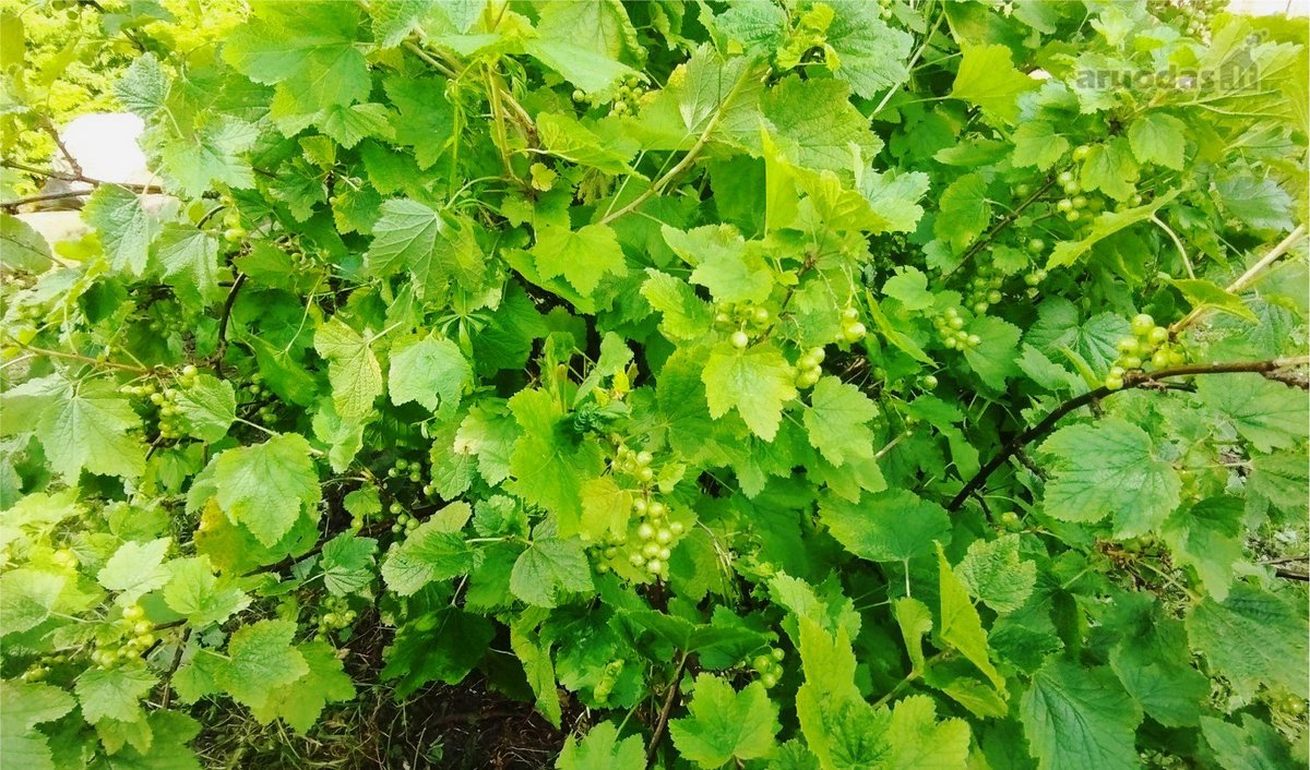 Kartu Parduodami 2 Nt Objektai Sklype: Namo - nuotraukos Nr. 22
