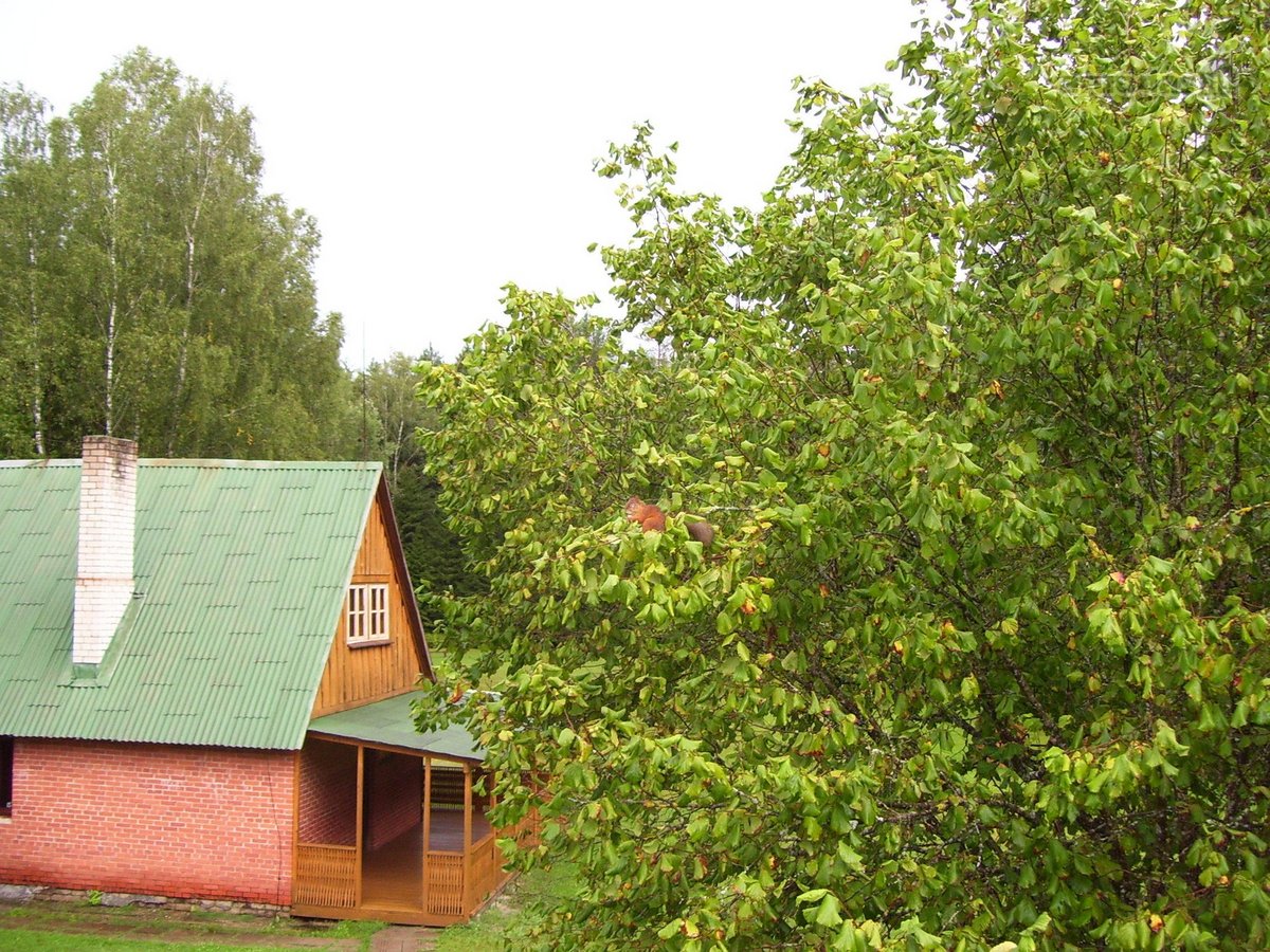 Parduodama sodyba prie Anykščių. Sodyba yra - nuotraukos Nr. 9