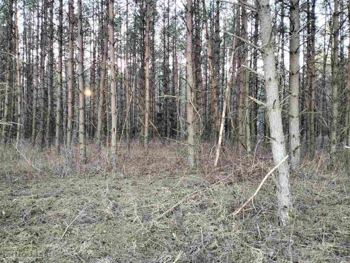 2,7 ha sklypas su mišku Trakų r. Mamavio k. - nuotraukos Nr. 4