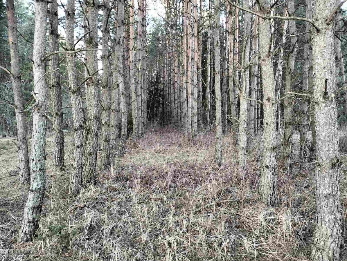 2,7 ha sklypas su mišku Trakų r. Mamavio k. - nuotraukos Nr. 5