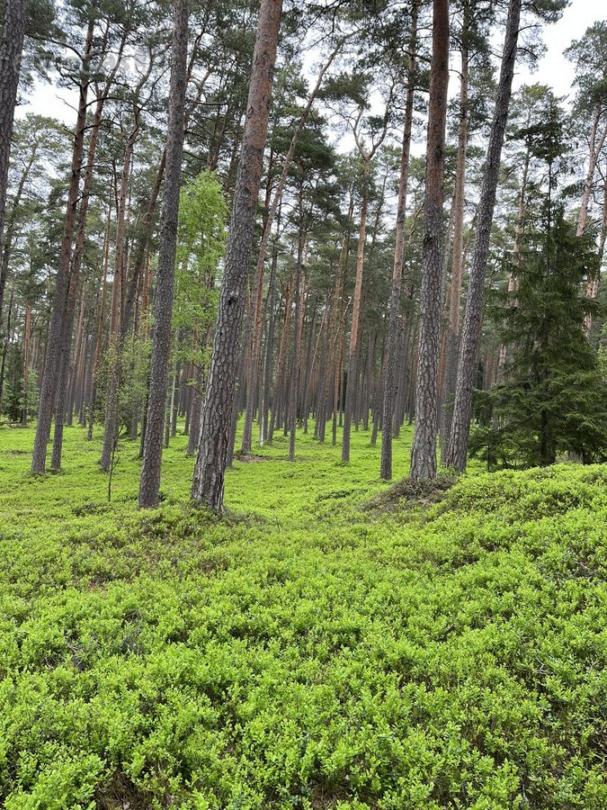 Parduodamas Ypatingai Jaukus 80m2 Namas - nuotraukos Nr. 16