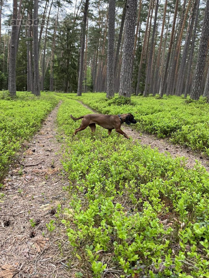Parduodamas Ypatingai Jaukus 80m2 Namas - nuotraukos Nr. 17