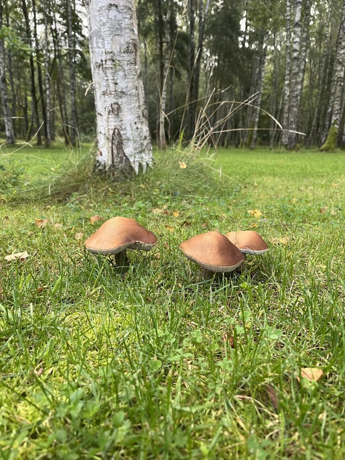 Parduodamas Ypatingai Jaukus 80m2 Namas - nuotraukos Nr. 18