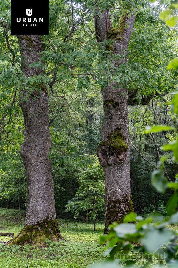 Parduodama Autentiška 1,2ha Sodyba Labanoro - nuotraukos Nr. 14