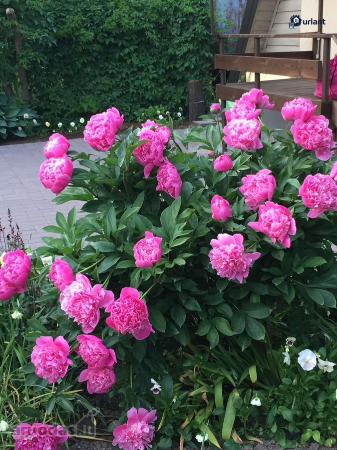 Parduodamas sodo namas (vasarnamis) Vyturių - nuotraukos Nr. 26