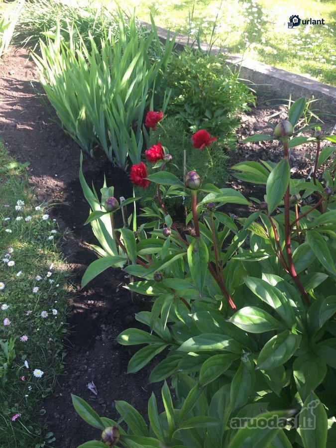 Parduodamas sodo namas (vasarnamis) Vyturių - nuotraukos Nr. 27