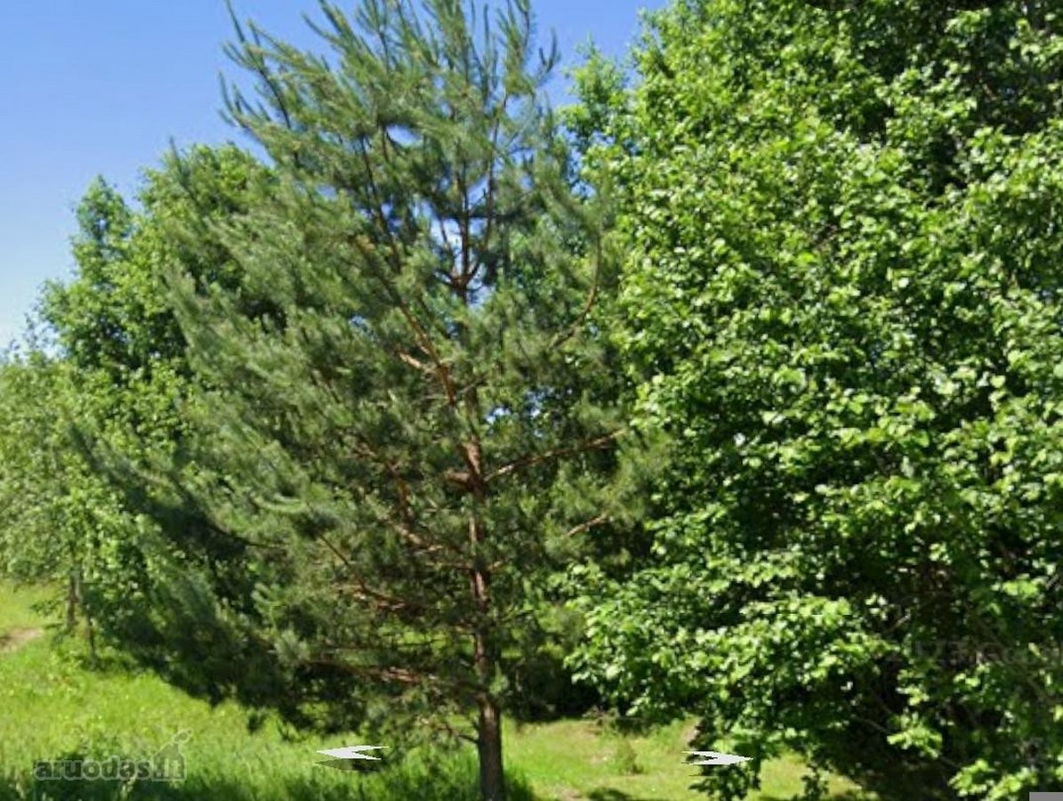 Su suderintu statybs leidimu, pastatytom