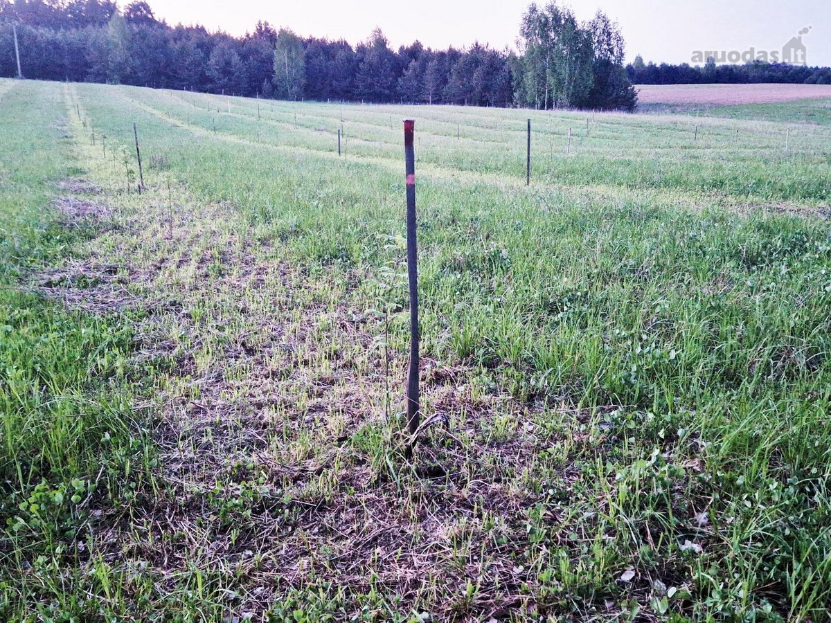Parduodamas 13,35 ha žemės ūkio paskirties - nuotraukos Nr. 7