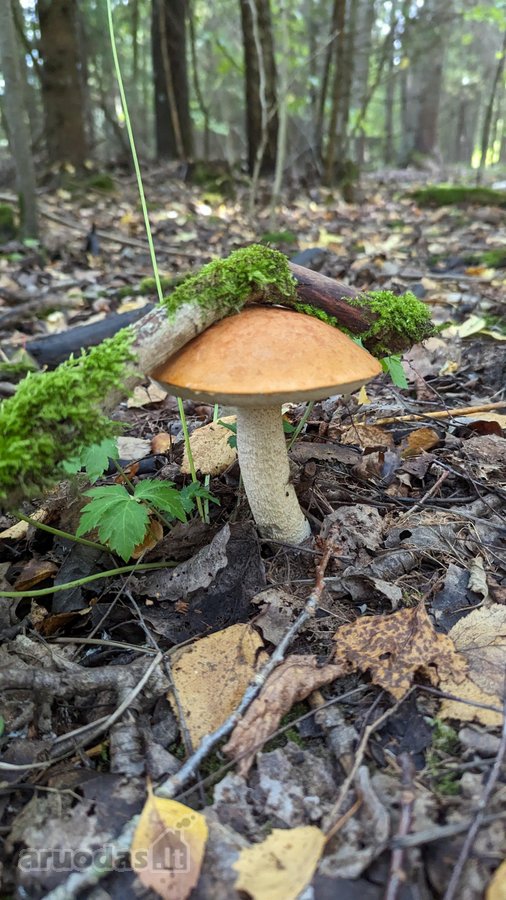 Sodyba Prie Anykščių: Autentiškas Kaimo - nuotraukos Nr. 35