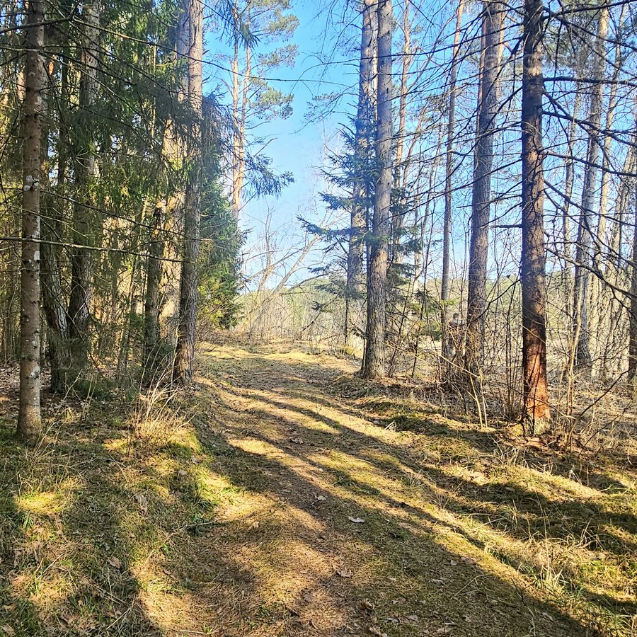 Išskirtinis sklypas Anykščių šilelyje - nuotraukos Nr. 11