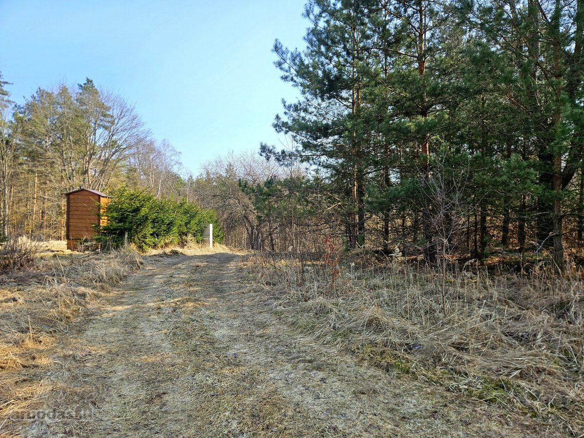 Išskirtinis sklypas Anykščių šilelyje - nuotraukos Nr. 6