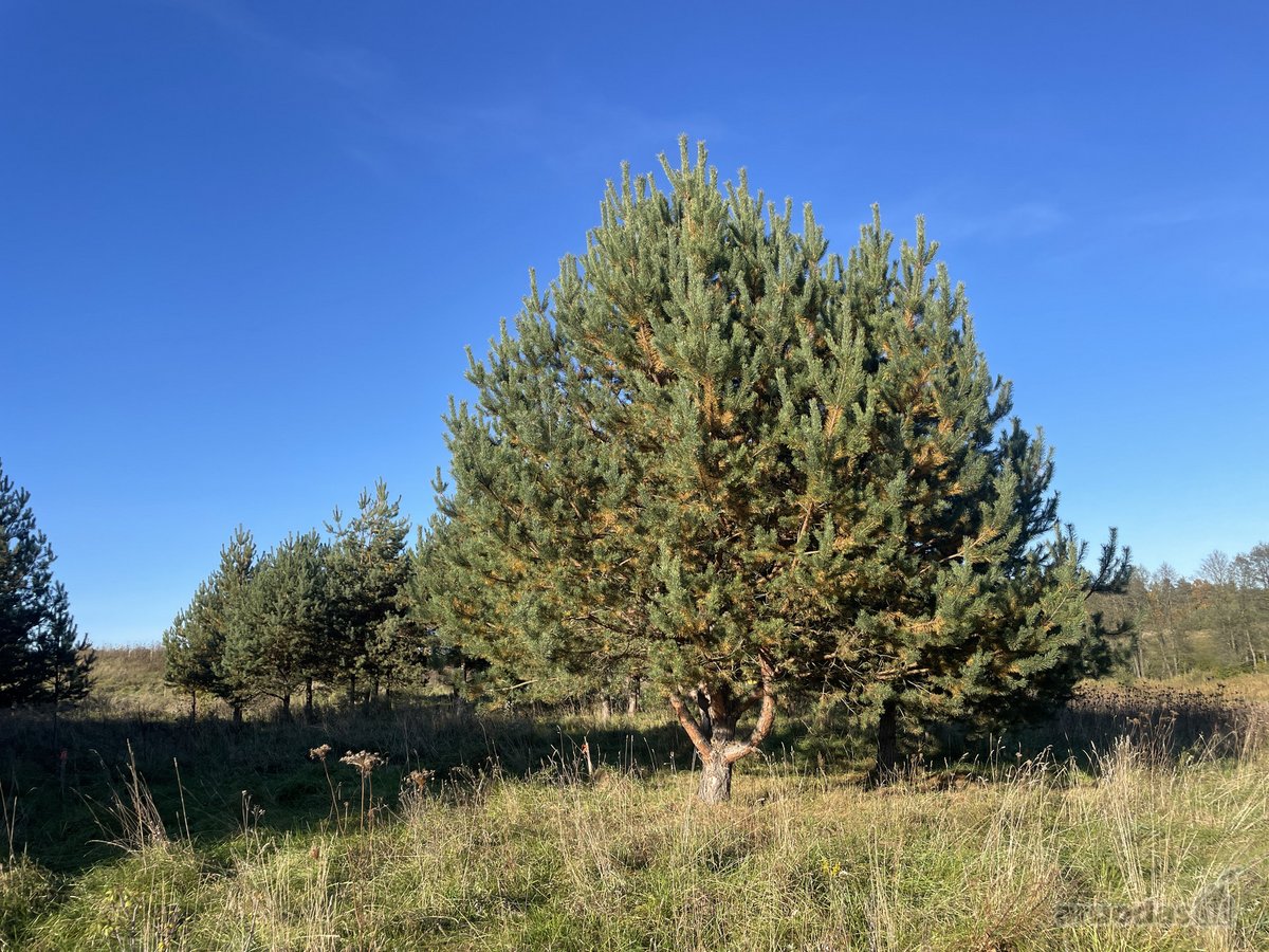 Parduodamas sklypas, ypatingai gražaus - nuotraukos Nr. 21