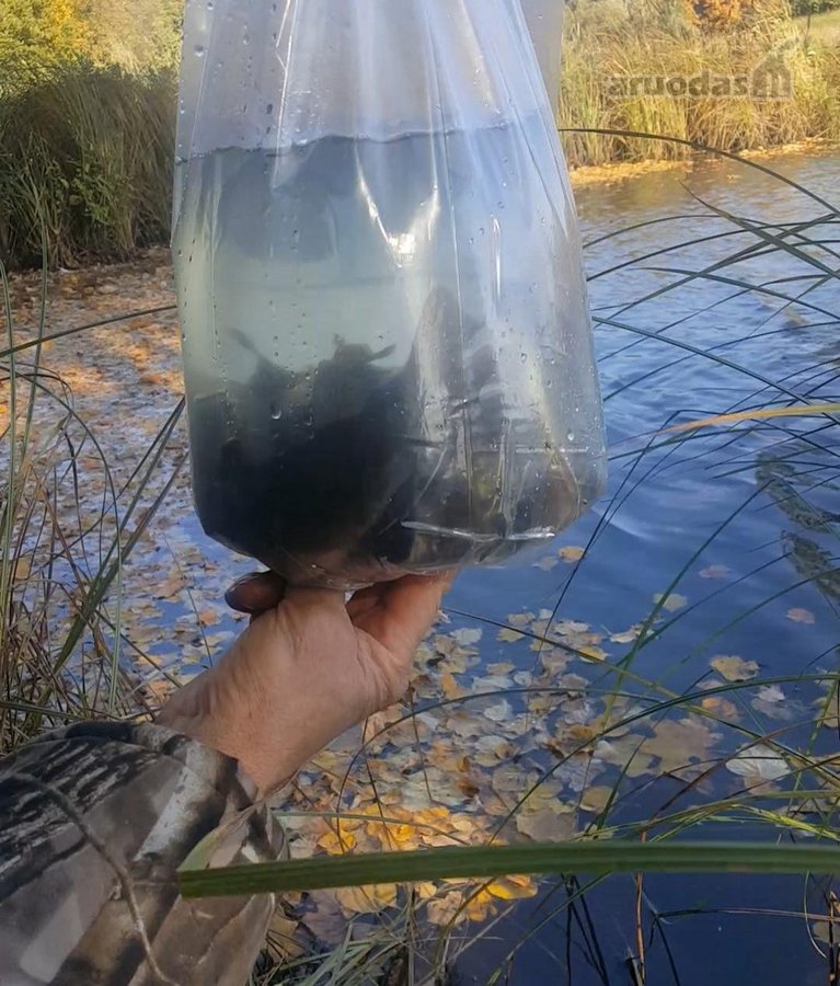 Parduodama išskirtinė 16 ha sodyba, kuriai - nuotraukos Nr. 36