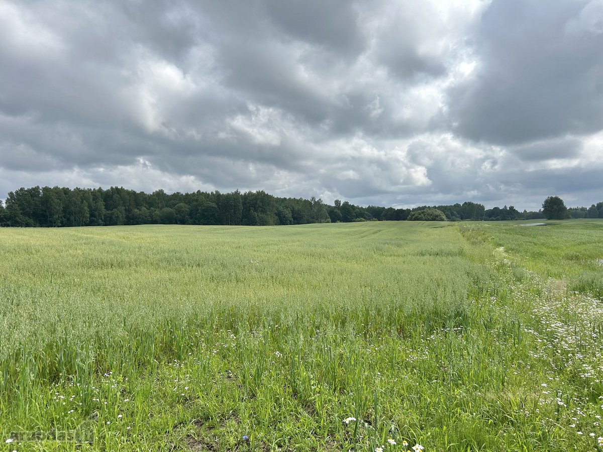 Parduodamas žemės ūkio paskirties sklypas - nuotraukos Nr. 4