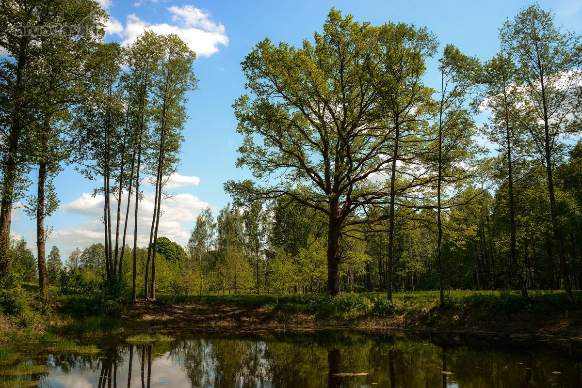 Investicinė galimybė Dzūkijoje – 6,3 ha - nuotraukos Nr. 8