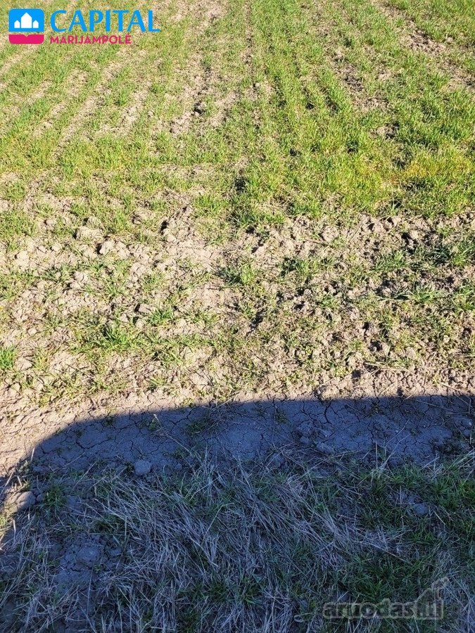 Šeštokų miestelio pakraštyje Šeštokų k. - nuotraukos Nr. 5
