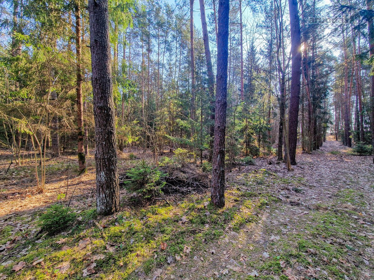 Parduodamas 50 Arų Sklypas Čepurniškėse Su - nuotraukos Nr. 17