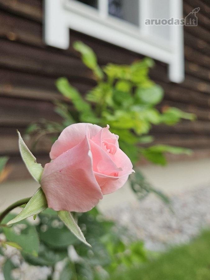 Išnuomojamas puikiai įrengtas namas/sodyba - nuotraukos Nr. 46