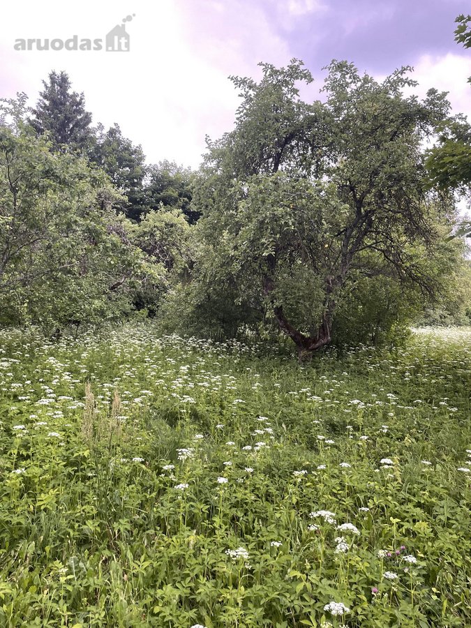 Parduodamas 28,3 a sklypas ramioje ir - nuotraukos Nr. 5