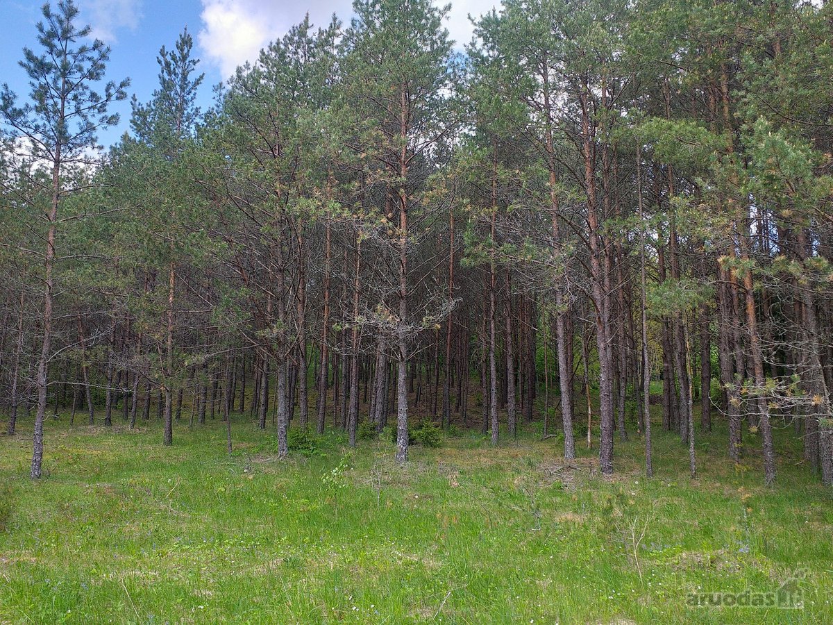 Nuostabioje vietoje, Švenčionių raj., - nuotraukos Nr. 9